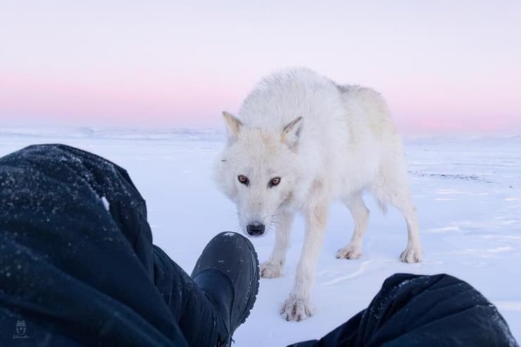זאב ארקטי במרחק נגיעה מצלם הטבע עמית אשל