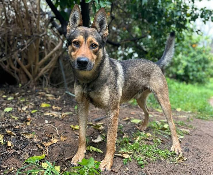 הברזל והקיטור הדהירו קדימה פרויקטים כבירים כמו רשת הרכבות הבריטית. טיפול ברכבות בתחנת בריסטול של רשת הרכבות המערבית הגדולה של בריטניה, 1843 | תחריט של האמן ג'ון קוק בורן. מקור: ויקיפדיה, נחלת הכלל 