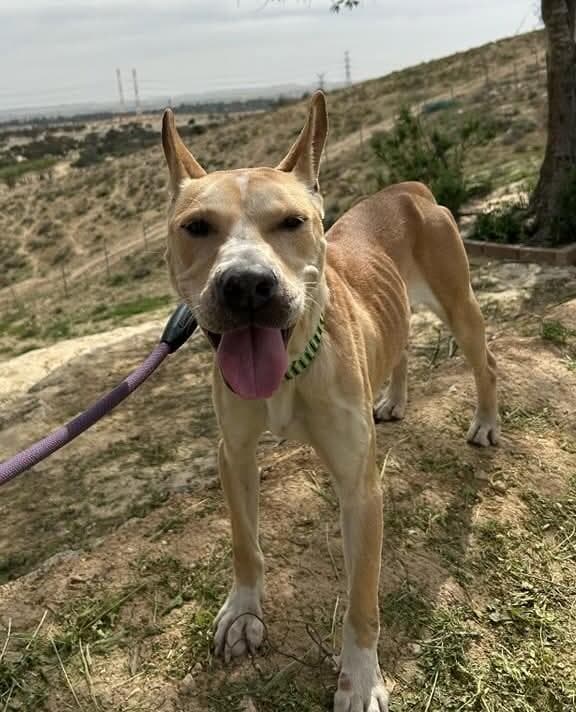 הברזל והקיטור הדהירו קדימה פרויקטים כבירים כמו רשת הרכבות הבריטית. טיפול ברכבות בתחנת בריסטול של רשת הרכבות המערבית הגדולה של בריטניה, 1843 | תחריט של האמן ג'ון קוק בורן. מקור: ויקיפדיה, נחלת הכלל 