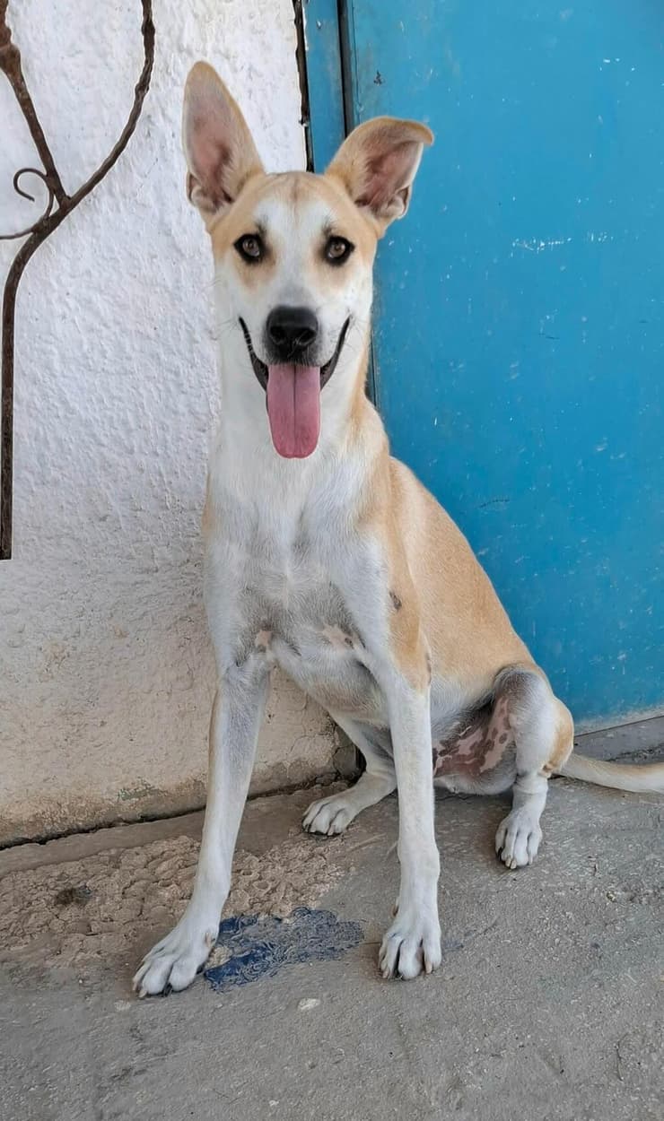 הברזל והקיטור הדהירו קדימה פרויקטים כבירים כמו רשת הרכבות הבריטית. טיפול ברכבות בתחנת בריסטול של רשת הרכבות המערבית הגדולה של בריטניה, 1843 | תחריט של האמן ג'ון קוק בורן. מקור: ויקיפדיה, נחלת הכלל 