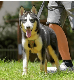 הברזל והקיטור הדהירו קדימה פרויקטים כבירים כמו רשת הרכבות הבריטית. טיפול ברכבות בתחנת בריסטול של רשת הרכבות המערבית הגדולה של בריטניה, 1843 | תחריט של האמן ג'ון קוק בורן. מקור: ויקיפדיה, נחלת הכלל 