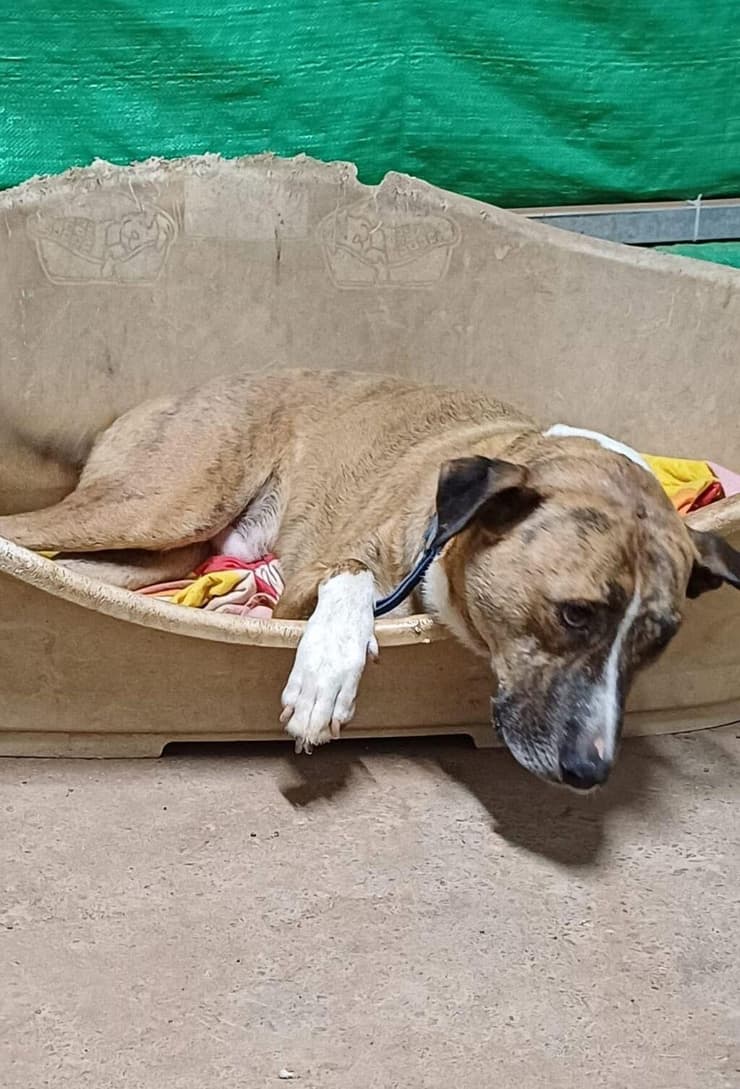 הברזל והקיטור הדהירו קדימה פרויקטים כבירים כמו רשת הרכבות הבריטית. טיפול ברכבות בתחנת בריסטול של רשת הרכבות המערבית הגדולה של בריטניה, 1843 | תחריט של האמן ג'ון קוק בורן. מקור: ויקיפדיה, נחלת הכלל 