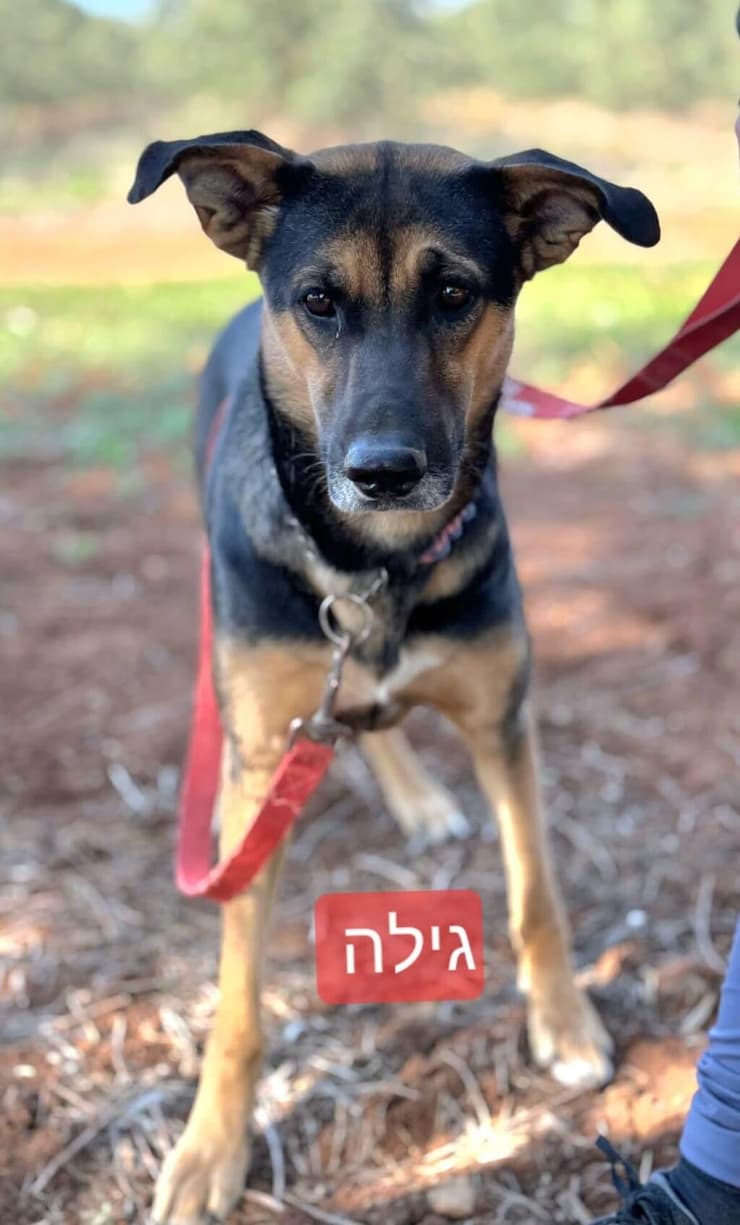 הברזל והקיטור הדהירו קדימה פרויקטים כבירים כמו רשת הרכבות הבריטית. טיפול ברכבות בתחנת בריסטול של רשת הרכבות המערבית הגדולה של בריטניה, 1843 | תחריט של האמן ג'ון קוק בורן. מקור: ויקיפדיה, נחלת הכלל 