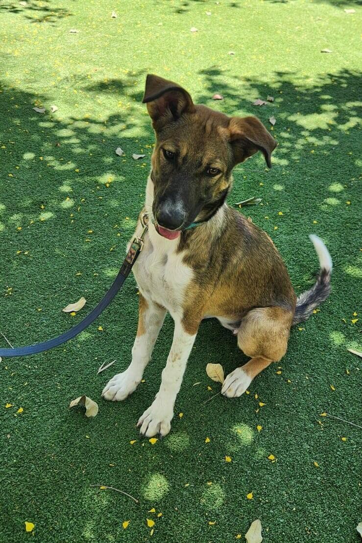 הברזל והקיטור הדהירו קדימה פרויקטים כבירים כמו רשת הרכבות הבריטית. טיפול ברכבות בתחנת בריסטול של רשת הרכבות המערבית הגדולה של בריטניה, 1843 | תחריט של האמן ג'ון קוק בורן. מקור: ויקיפדיה, נחלת הכלל 