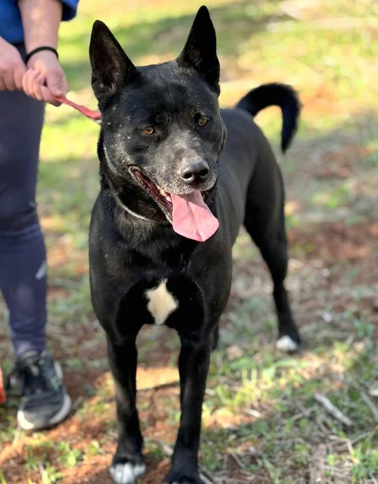 הברזל והקיטור הדהירו קדימה פרויקטים כבירים כמו רשת הרכבות הבריטית. טיפול ברכבות בתחנת בריסטול של רשת הרכבות המערבית הגדולה של בריטניה, 1843 | תחריט של האמן ג'ון קוק בורן. מקור: ויקיפדיה, נחלת הכלל 