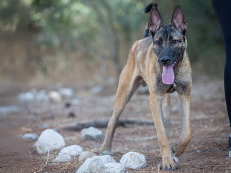 הברזל והקיטור הדהירו קדימה פרויקטים כבירים כמו רשת הרכבות הבריטית. טיפול ברכבות בתחנת בריסטול של רשת הרכבות המערבית הגדולה של בריטניה, 1843 | תחריט של האמן ג'ון קוק בורן. מקור: ויקיפדיה, נחלת הכלל 