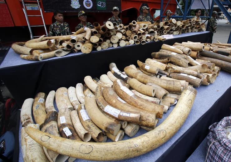 חטי שנהב של פילים שנתפסו בתאילנד, כחלק מהמאבק בסחר בלתי חוקי