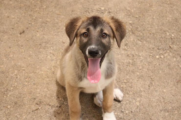 הברזל והקיטור הדהירו קדימה פרויקטים כבירים כמו רשת הרכבות הבריטית. טיפול ברכבות בתחנת בריסטול של רשת הרכבות המערבית הגדולה של בריטניה, 1843 | תחריט של האמן ג'ון קוק בורן. מקור: ויקיפדיה, נחלת הכלל 