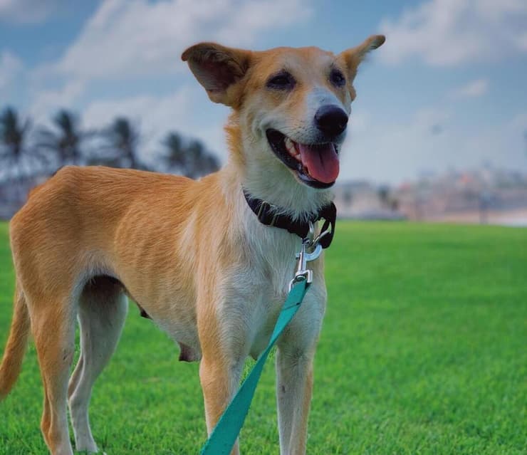 הברזל והקיטור הדהירו קדימה פרויקטים כבירים כמו רשת הרכבות הבריטית. טיפול ברכבות בתחנת בריסטול של רשת הרכבות המערבית הגדולה של בריטניה, 1843 | תחריט של האמן ג'ון קוק בורן. מקור: ויקיפדיה, נחלת הכלל 