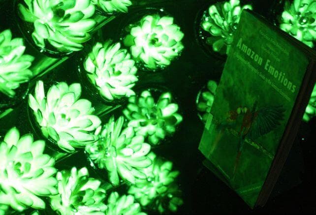 סוקולנטים מאירים באור ירוק זרחני