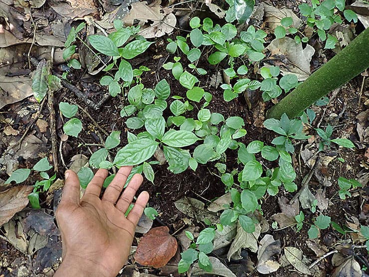 שתילי עץ אבוני נובטים בגללי פילי יער אפריקנים טריים בדרום-מזרח קמרון