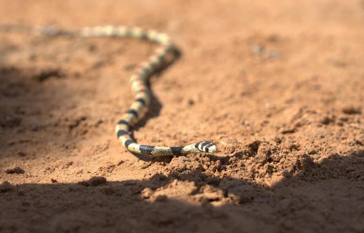 זעמן יפהפה. ביישן, ולכן נצפה לעתים נדירות (צילום: נועם וייס, החברה להגנת הטבע) זעמן יפהפה. ביישן, ולכן נצפה לעתים נדירות