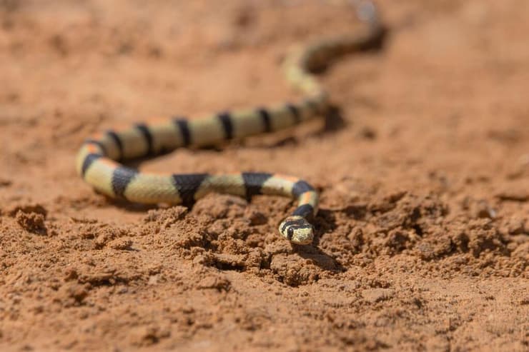 זעמן יפהפה. אורח נדיר (צילום: נוח קונופוני, החברה להגנת הטבע) זעמן יפהפה. אורח נדיר