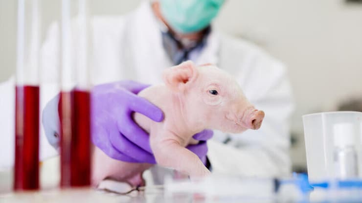 לראשונה, ריאת חזיר מהונדסת הושתלה בגופו של אדם (צילום: shutterstock) חזיר במעבדה
