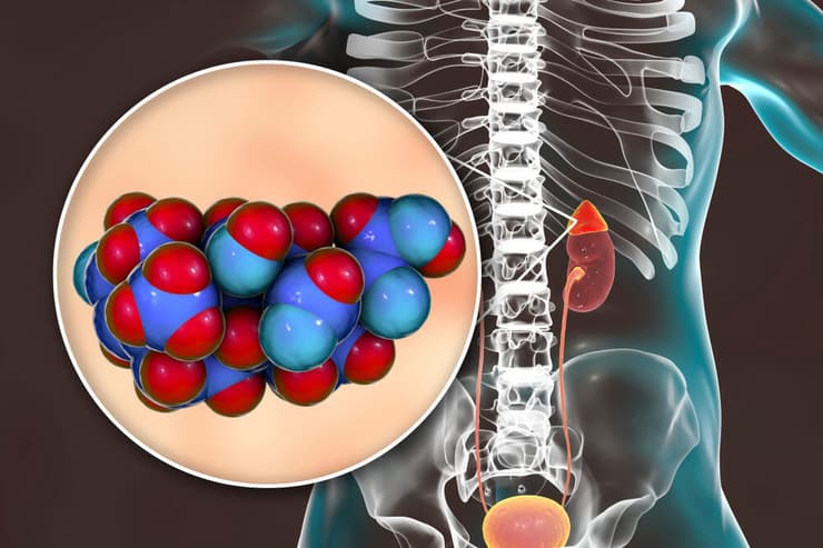 אלדוסטרון – הורמון מינרלוקורטיקואידי המיוצר בבלוטות יותרת הכליה, הדמיה בתלת-ממד