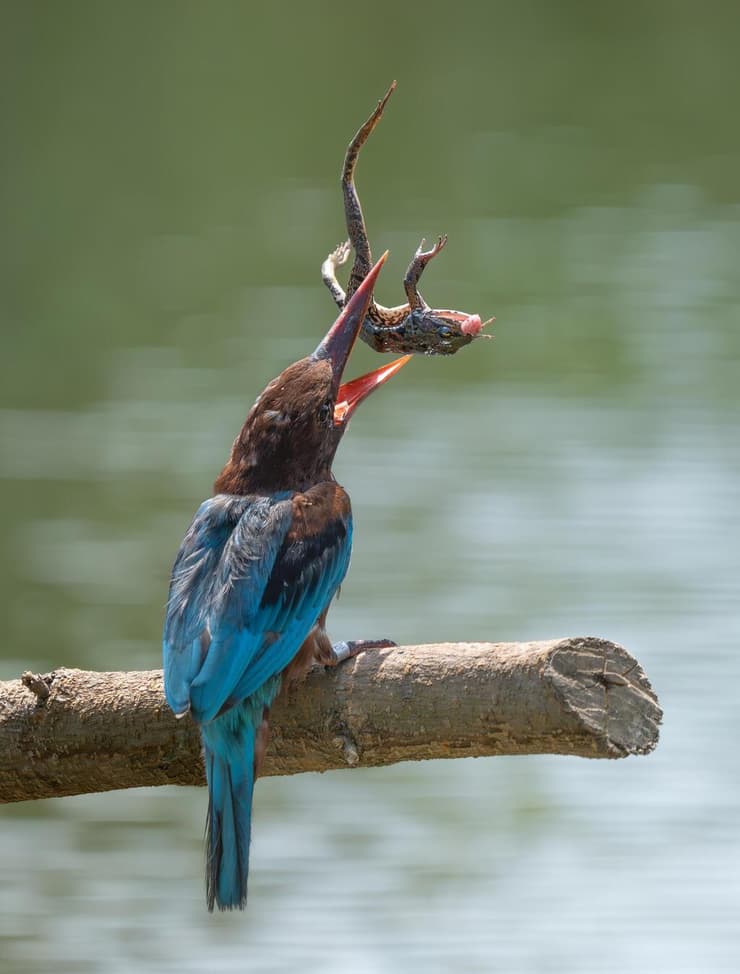 שלדג לבן-חזה תופס צפרדע במקורו בפארק הצפרות ראש ציפור