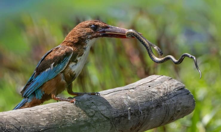 שלדג לבן-חזה לוכד נחש מים משובץ בפארק הצפרות ראש ציפור