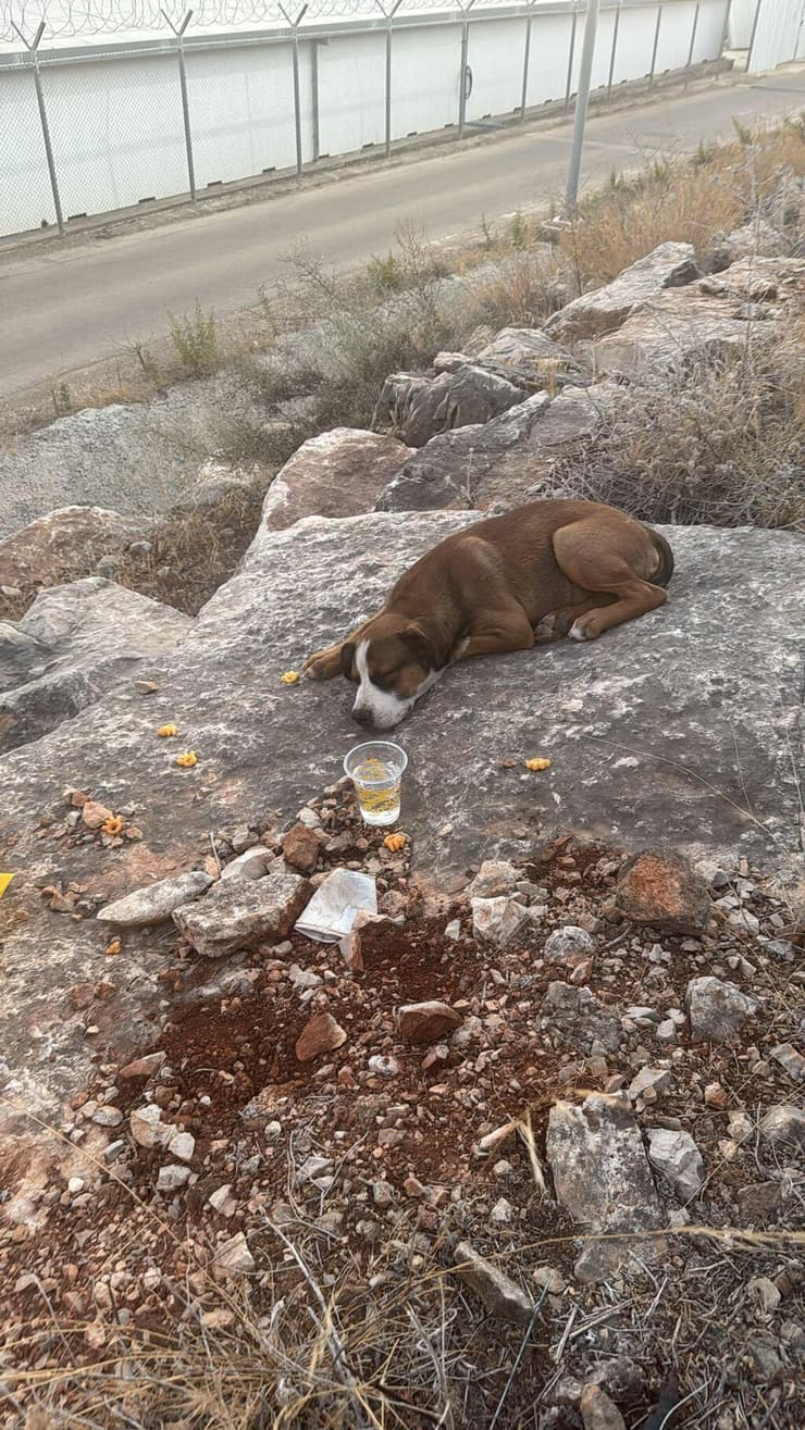כלבה משוטטת ליד כלא צלמון