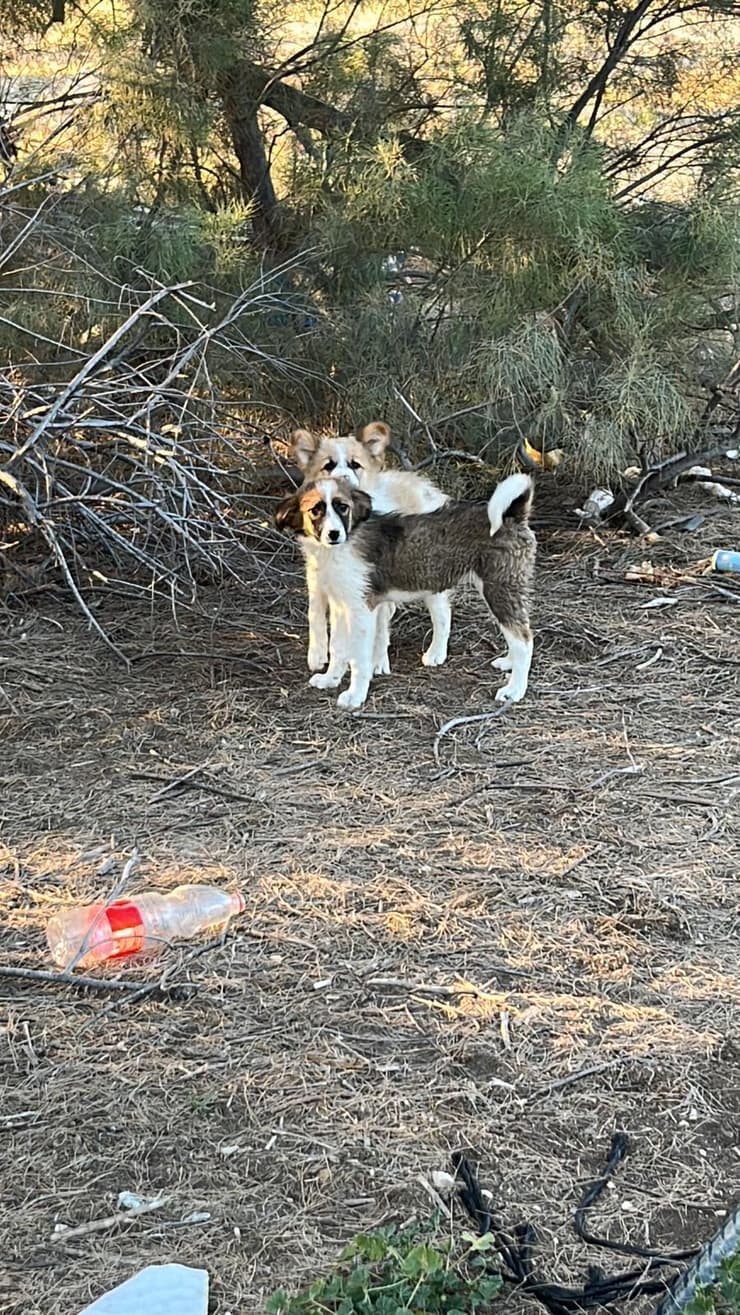 כלבים משוטטים בעוטף עזה