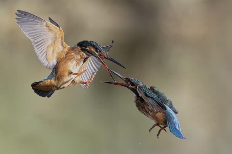 שלדגים המנסים להגן על שטחי ציד