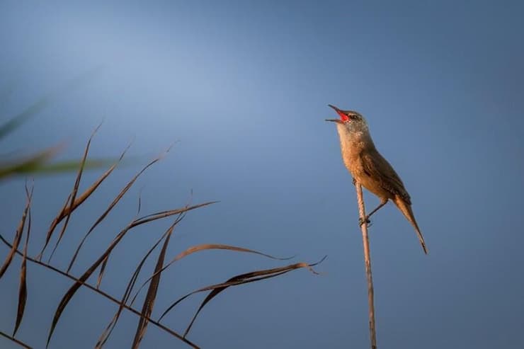 קנית אפריקנית (צילום: אסי דבילנסקי) קנית אפריקנית