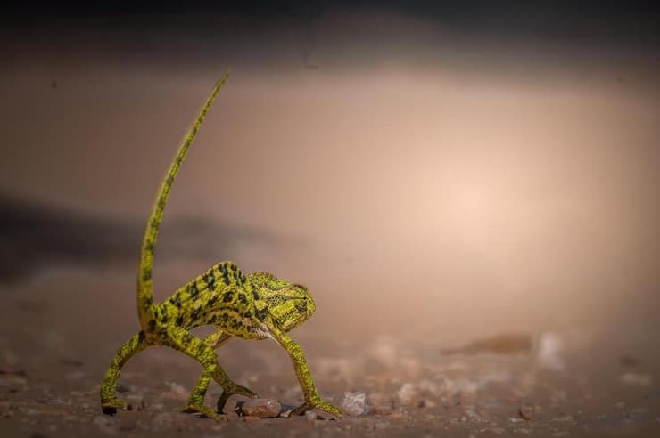 זיקית יפה בשמלת קיץ (צילום: אסי דבילנסקי) זיקית יפה בשמלת קיץ