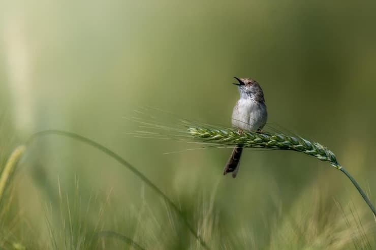 פשוש קטן שר את שירי החיזור שלו בפה פתוח (צילום: אסי דבילנסקי) פשוש קטן שר את שירי החיזור שלו בפה פתוח