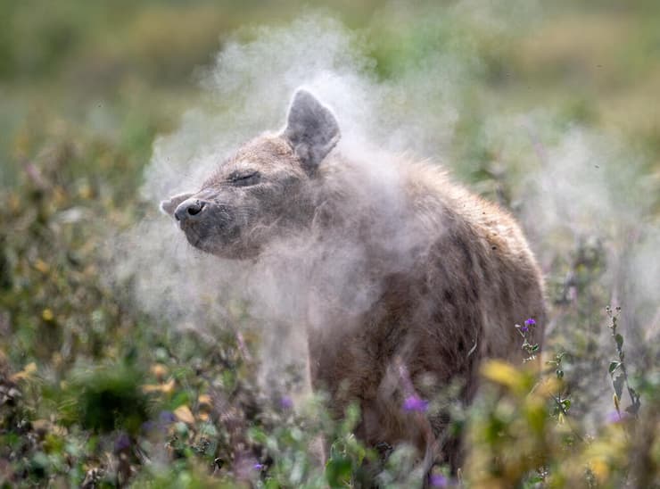 צבוע נקוד מתנער באמבטיית עפר, טנזניה
