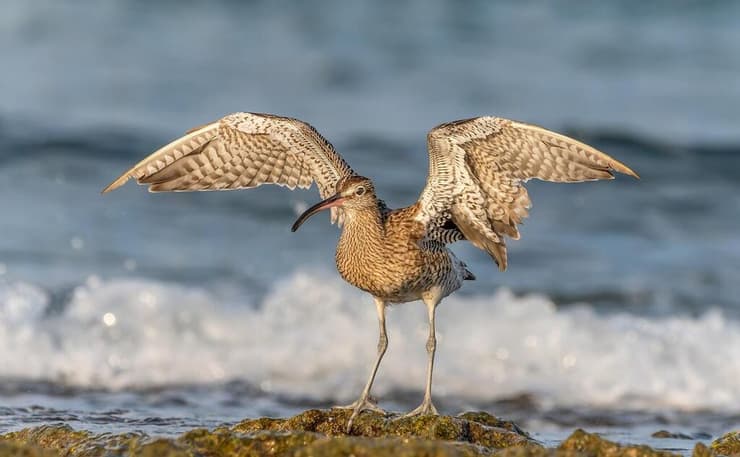 חרמשון קטן בעת ציד, תל דור