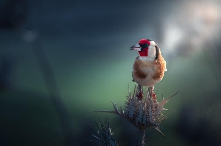 חוחית (צילום: אסי דבילנסקי) חוחית
