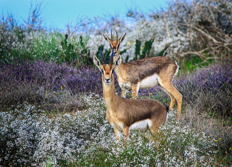 צבי ארץ-ישראלי בדיונות של אשדוד