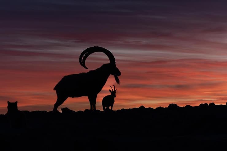 יעלים בזריחה במצפה רמון