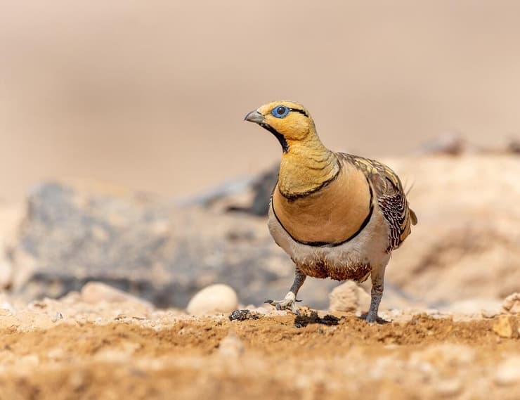 קטה חדת-זנב, אוגרת מים לאפרוחים, עזוז