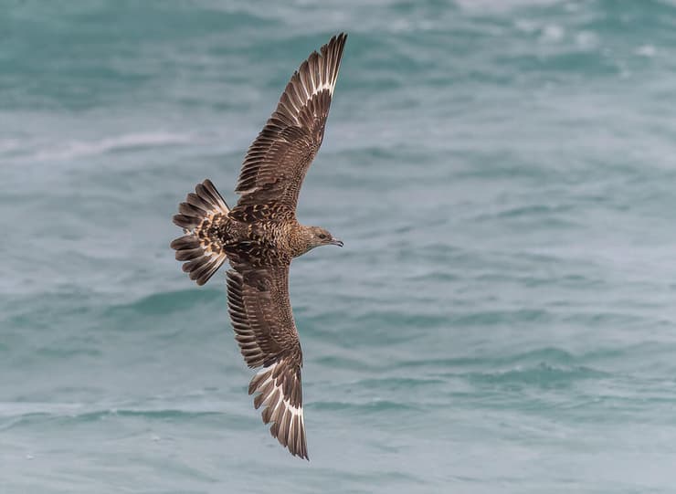 חמסן טפיל בתמרונים מרהיבים אחרי נסיונות לחמוס שחפים, חוף פלמחים