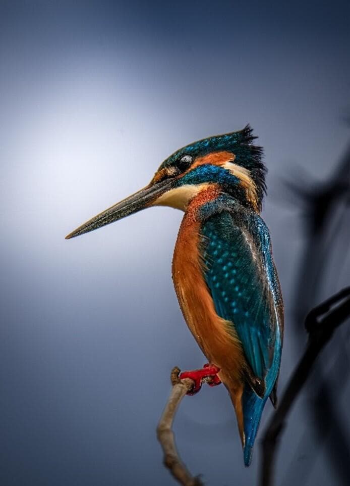 שלדג גמדי (צילום: אסי דבילנסקי) שלדג גמדי