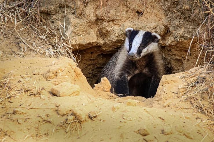 גירית מציצה ממחילתה
