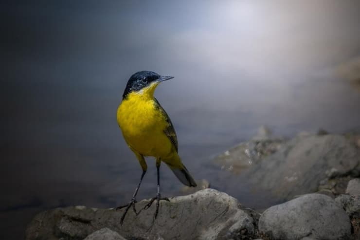 נחליאלי צהוב (צילום: אסי דבילנסקי) נחליאלי צהוב