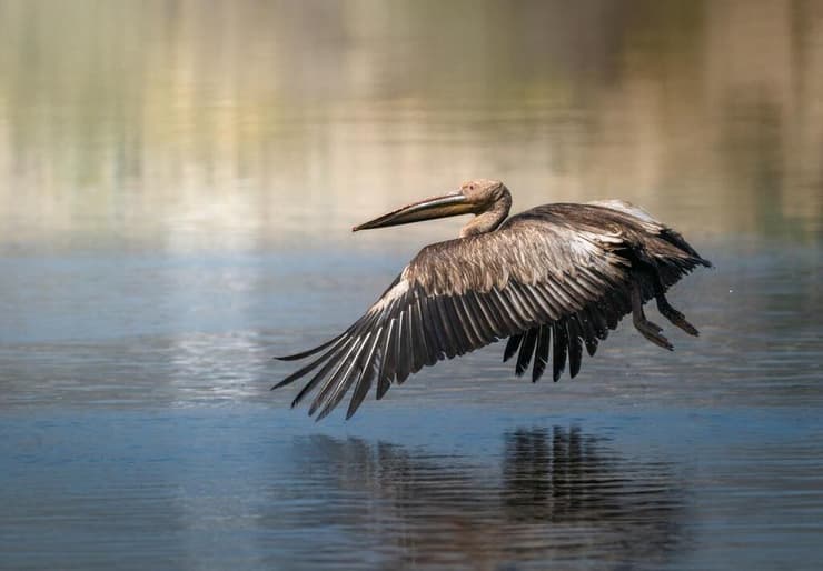 שקנאי (צילום: אסי דבילנסקי) שקנאי