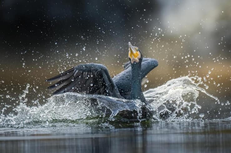 קורמורן גדול (צילום: אסי דבילנסקי) קורמורן גדול