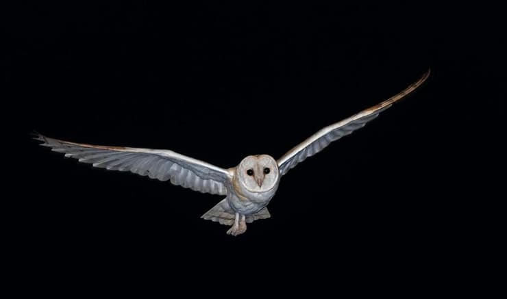 תנשמת במעוף, שפלת יהודה