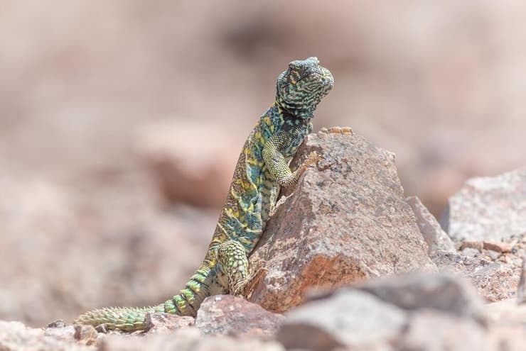 חרדון צב-הדור, אילת