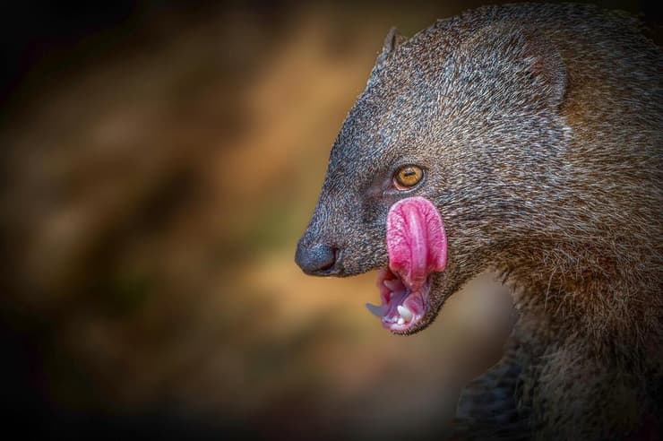 נמייה (צילום: אסי דבילנסקי) נמייה