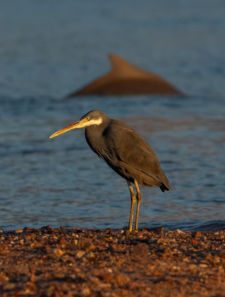 לבנית ים סוף עם דולפין מגובנן ברקע, אילת