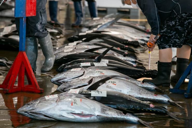 טונה (צילום: Shutterstock) טונה