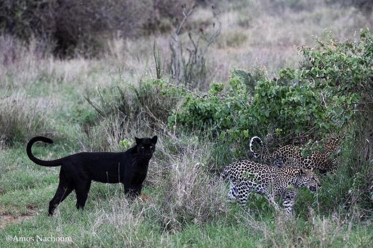 גיזה, הנמרה השחורה שתועדה בסוואנה בקניה, עם שני גוריה