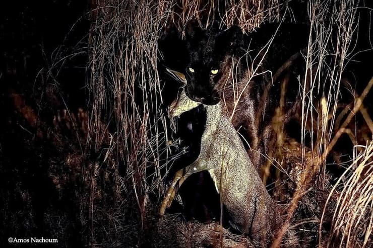 הנמרה השחורה גיזה, עם טרף בפיה