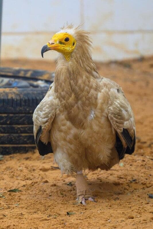 בקרוב על שתי רגליים. הרחם הפצוע