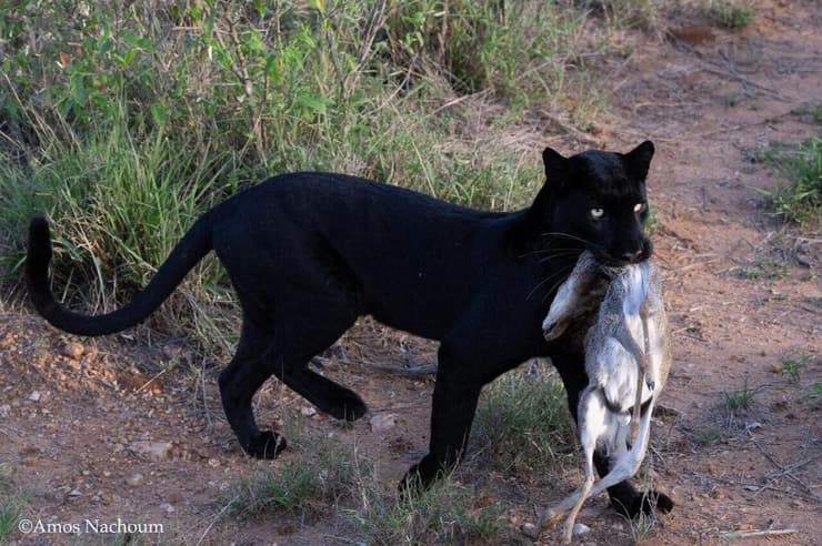 גיזה, הנמרה השחורה שתועדה בסוואנה בקניה, עם טרף שתפסה בפיה