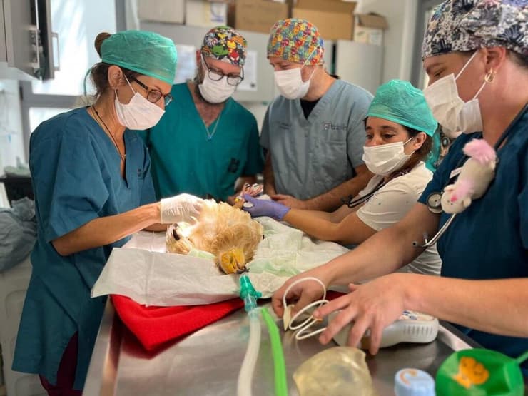 הניתוח בבית החולים לחיות בר