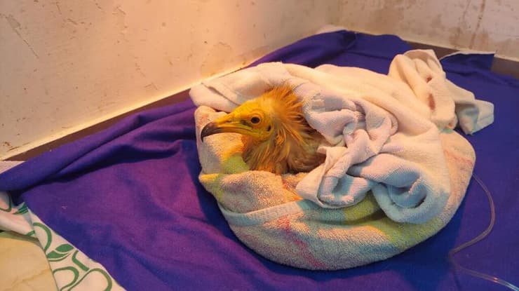 הרחם בהתאוששות